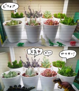 憧れの多肉植物を簡単に育てる方法 グリンテリアでもう枯らさない ママノワ